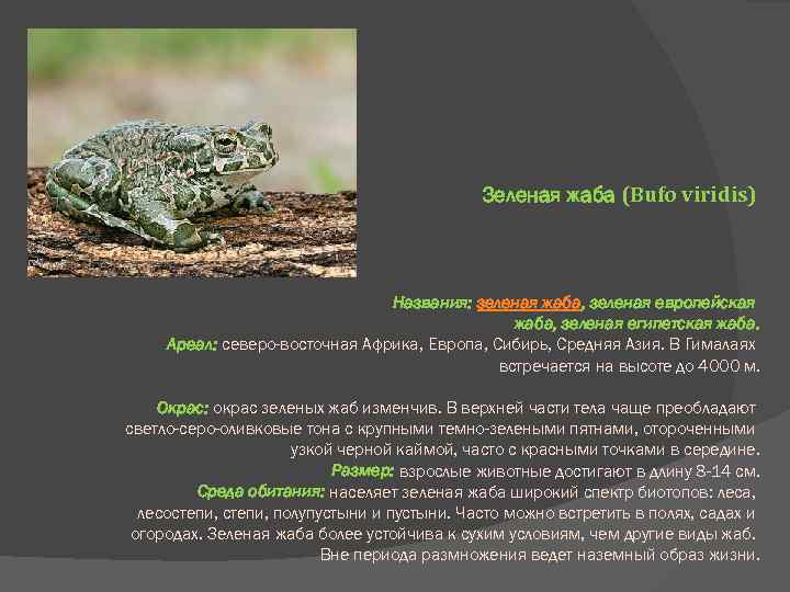 Зеленая жаба (Bufo viridis) Названия: зеленая жаба, зеленая европейская жаба, зеленая египетская жаба. Ареал:
