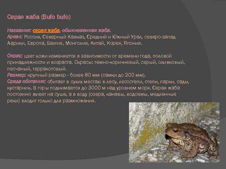 Серая жаба (Bufo bufo) Названия: серая жаба, обыкновенная жаба. Ареал: Россия, Северный Кавказ, Средний