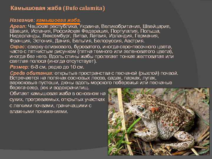 Камышовая жаба (Bufo calamita) Название: камышовая жаба. Ареал: Чешская республика, Украина, Великобритания, Швейцария, Швеция,