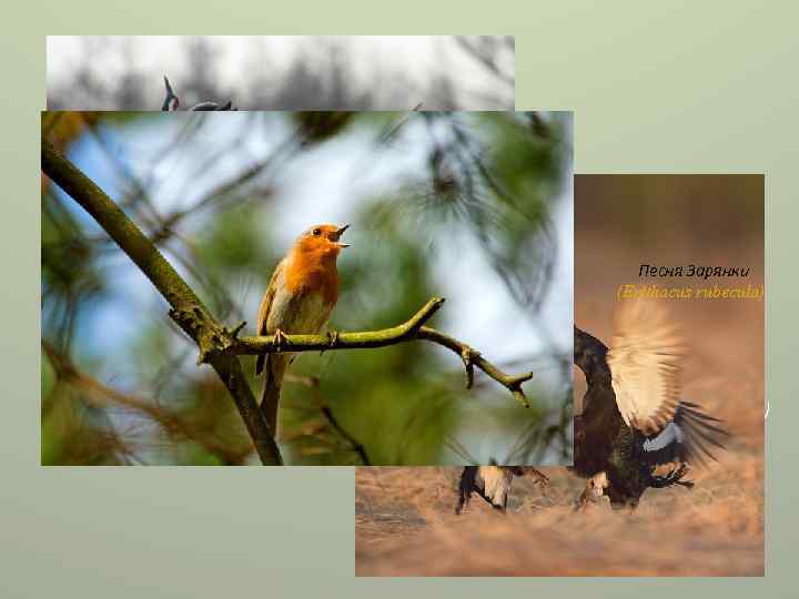 Бой тетеревов -косачей (Lyrurus tetrix) Песня Зарянки (Erithacus rubecula) Брачный танец пары Маньчжурских журавлей