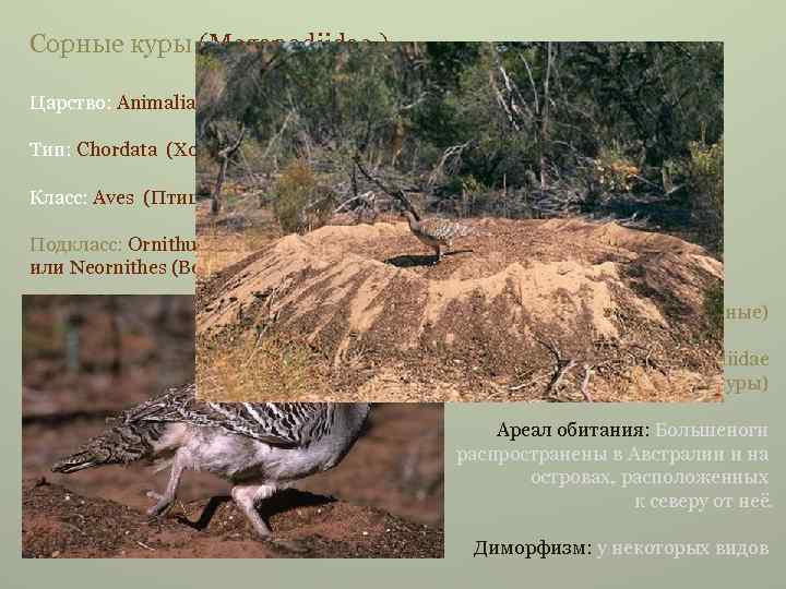 Сорные куры (Megapodiidae ) Царство: Animalia (Животные) Тип: Chordata (Хордовые) Класс: Aves (Птицы) Подкласс: