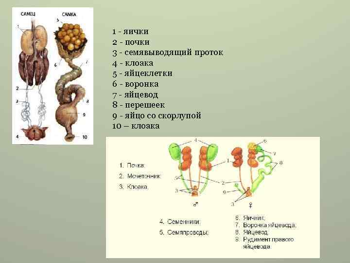 1 - яички 2 - почки 3 - семявыводящий проток 4 - клоака 5