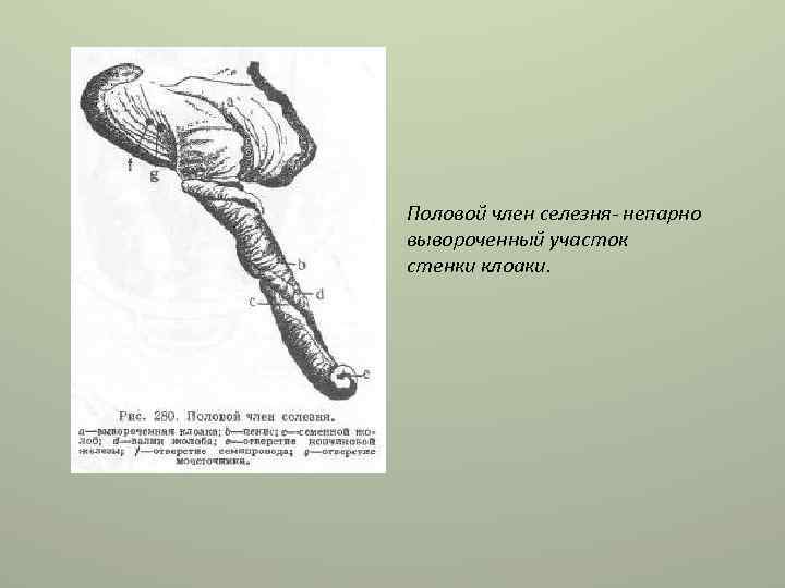 Половой член селезня- непарно вывороченный участок стенки клоаки. 