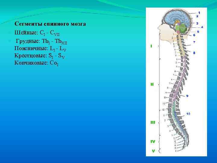  Сегменты спинного мозга Шейные: CI - CVII Грудные: Th. I - Th. XII