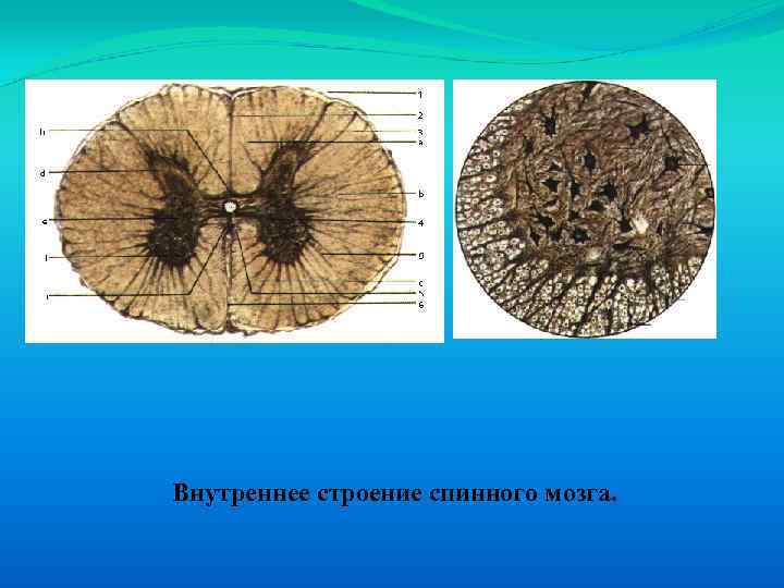 Внутреннее строение спинного мозга. 