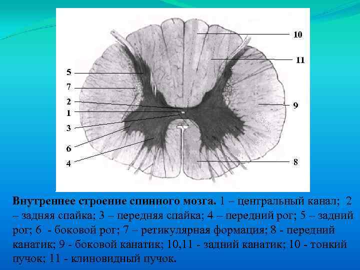 10 11 5 7 2 1 9 3 6 4 8 Внутреннее строение спинного