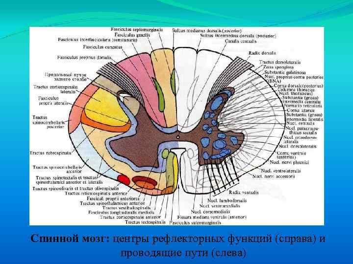 Спинной мозг: центры рефлекторных функций (справа) и проводящие пути (слева) 