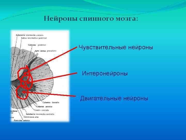 Нейроны спинного мозга: Чувствительные нейроны Интеронейроны Двигательные нейроны 