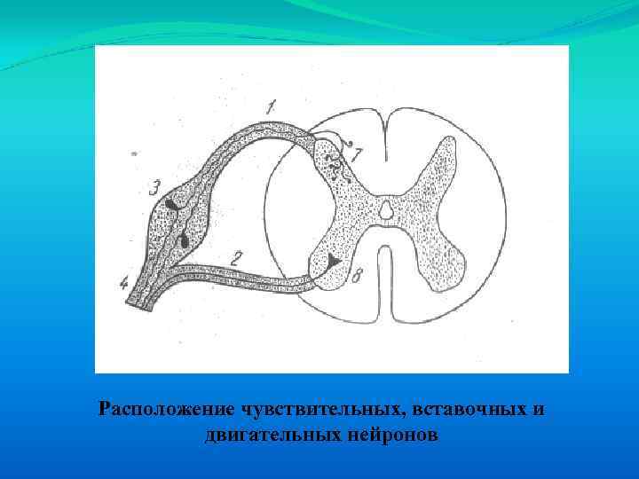 Расположение чувствительных, вставочных и двигательных нейронов 