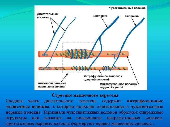 Строение мышечного веретена Средняя часть двигательного веретена содержит интрафузальные мышечные волокна, к которым подходят