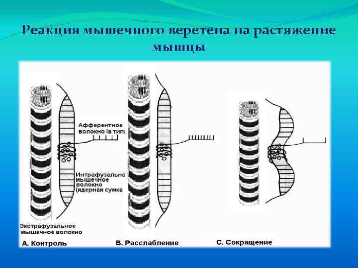 Реакция мышечного веретена на растяжение мышцы 