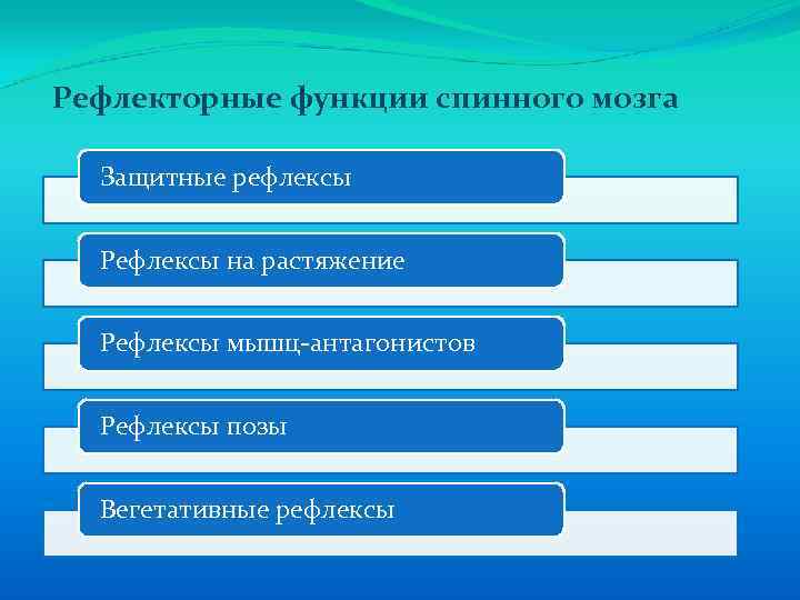 Рефлекторные функции спинного мозга Защитные рефлексы Рефлексы на растяжение Рефлексы мышц-антагонистов Рефлексы позы Вегетативные