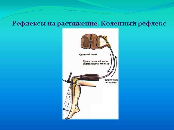 Рефлексы на растяжение. Коленный рефлекс 