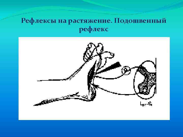 Рефлексы на растяжение. Подошвенный рефлекс 