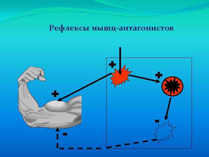 Рефлексы мышц-антагонистов + + + - - 