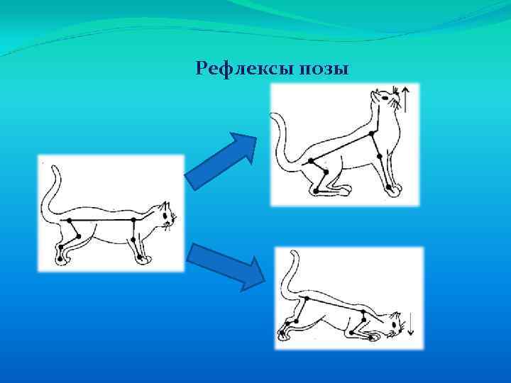 Рефлексы позы 