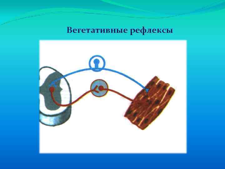 Вегетативные рефлексы 