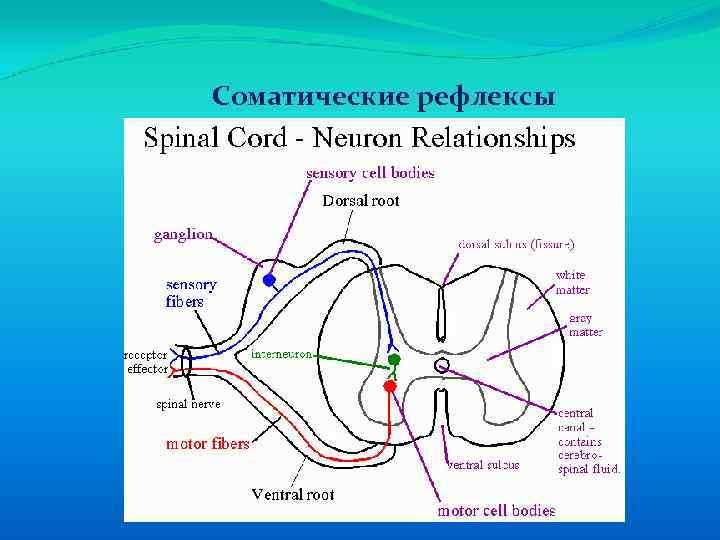 Соматические рефлексы 