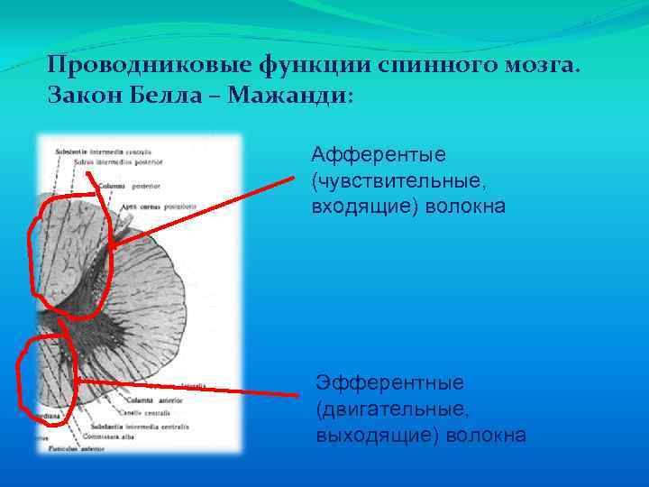 Проводниковые функции спинного мозга. Закон Белла – Мажанди: Афферентые (чувствительные, входящие) волокна Эфферентные (двигательные,