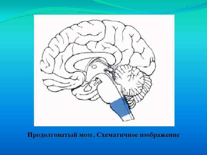 Продолговатый мозг. Схематичное изображение 