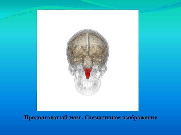 Продолговатый мозг. Схематичное изображение 