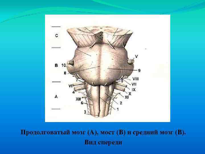 Продолговатый мозг (А), мост (В) и средний мозг (В). Вид спереди 