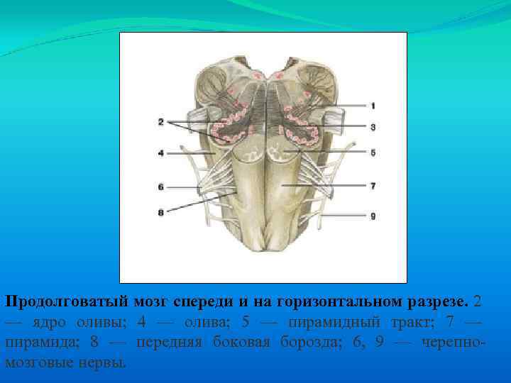 Продолговатый мозг спереди и на горизонтальном разрезе. 2 — ядро оливы; 4 — олива;