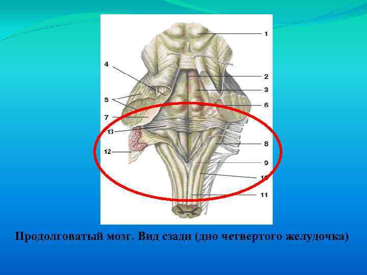 13 12 Продолговатый мозг. Вид сзади (дно четвертого желудочка) 