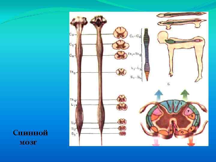 Спинной мозг 