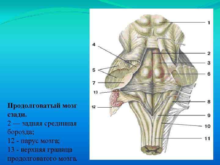 Продолговатый мозг картинка с подписями