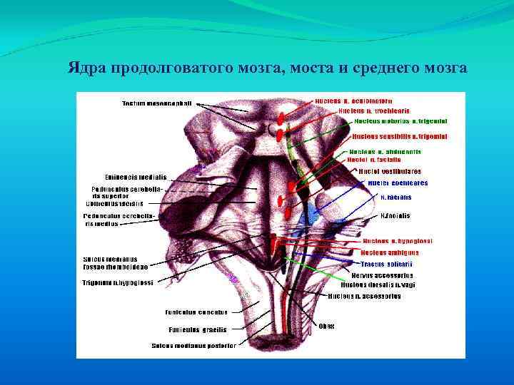 Ядра моста мозга. Улитковые ядра продолговатого мозга. Кохлеарные ядра продолговатого мозга. Ядра продолговатого мозга 12 пара. Внутреннее строение продолговатого мозга ядра.