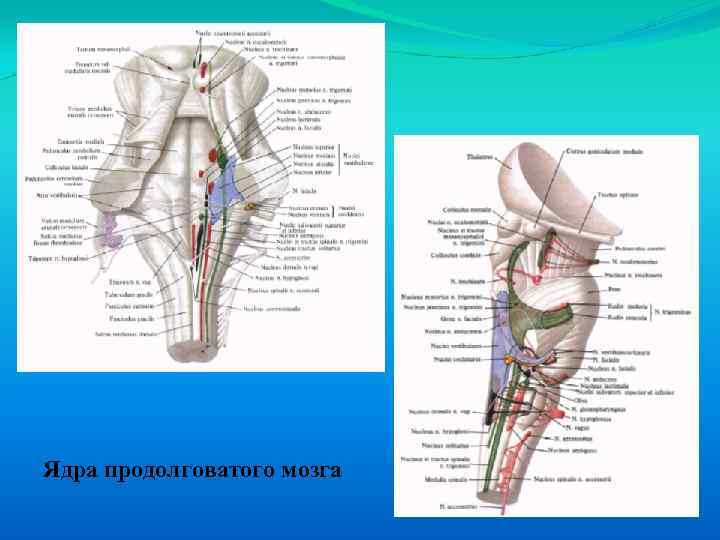 Ядра продолговатого мозга 