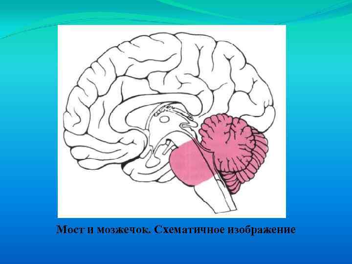 Мост и мозжечок. Схематичное изображение 