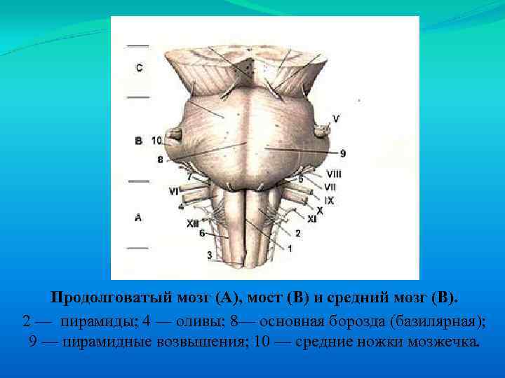 Продолговатый мозг (А), мост (В) и средний мозг (В). 2 — пирамиды; 4 —