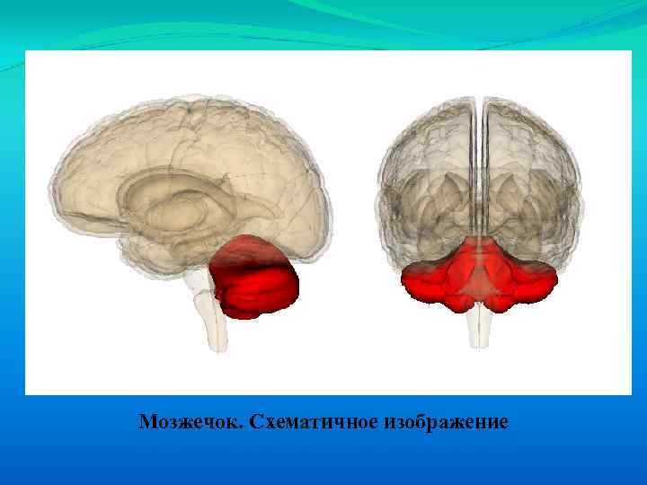 Мозжечок. Схематичное изображение 