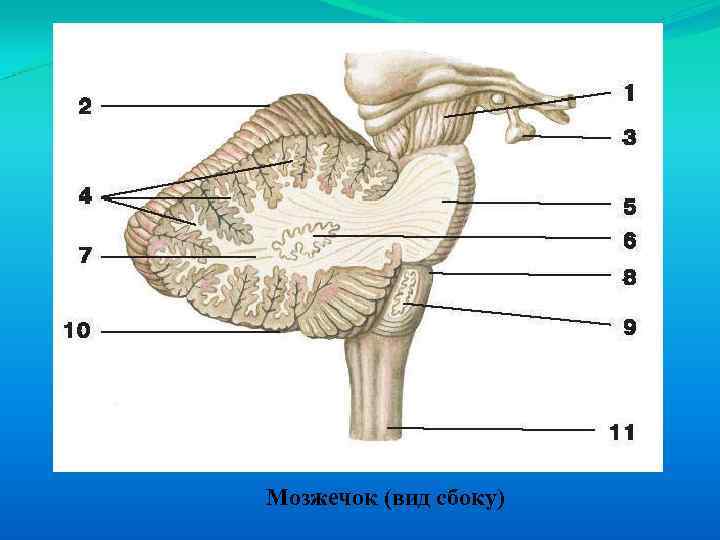 Мозжечок (вид сбоку) 
