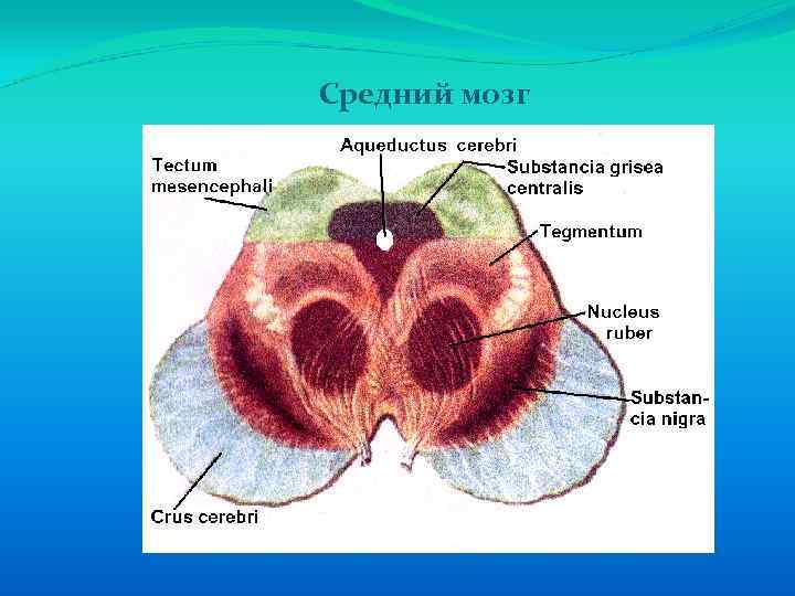 Средний мозг 