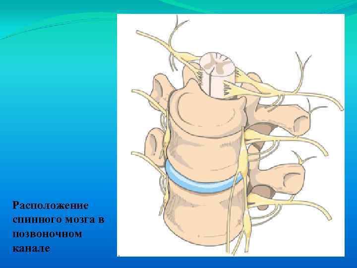 Расположение спинного мозга в позвоночном канале 