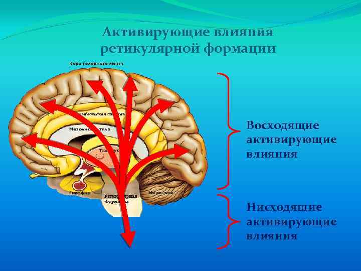 Активирующие влияния ретикулярной формации Восходящие активирующие влияния Нисходящие активирующие влияния 