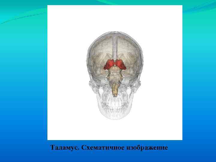 Таламус. Схематичное изображение 