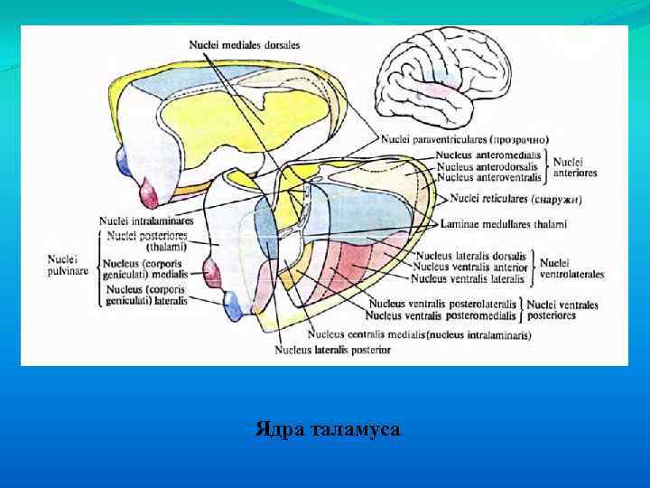 Ядра таламуса 