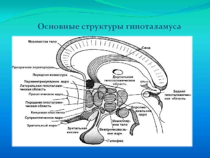 Основные структуры гипоталамуса 