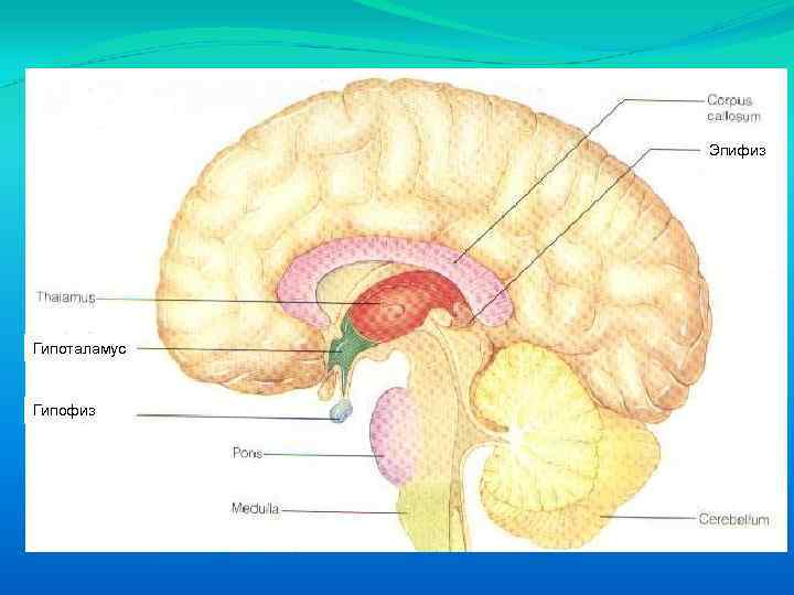 Эпифиз Гипоталамус Гипофиз 