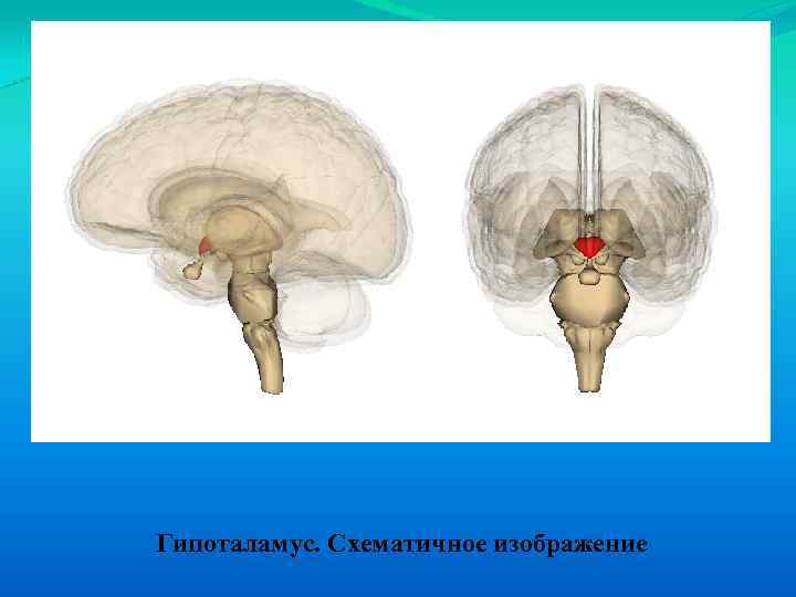 Гипоталамус. Схематичное изображение 