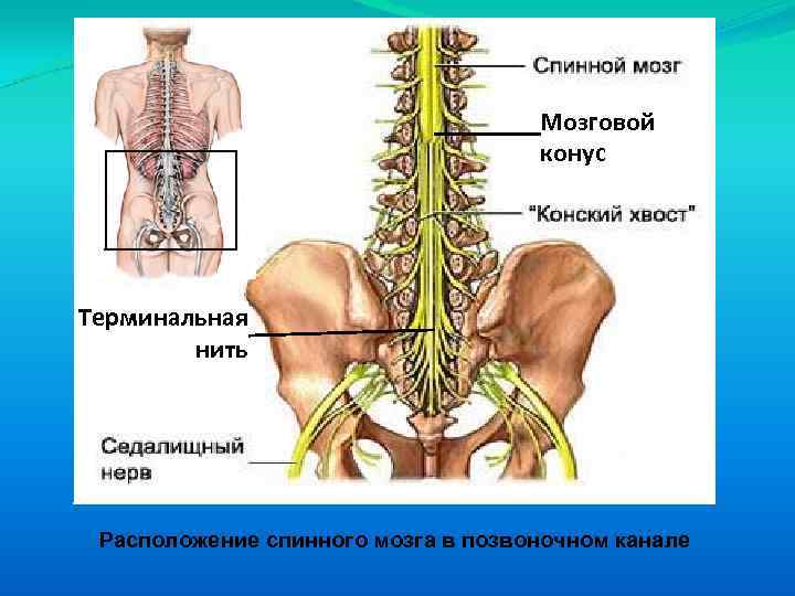 Мозговой конус Терминальная нить Расположение спинного мозга в позвоночном канале 