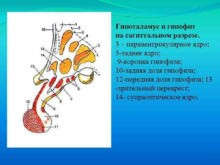 Гипоталамус и гипофиз на сагиттальном разрезе. 3 – паравентрикулярное ядро; 5 -заднее ядро; 9