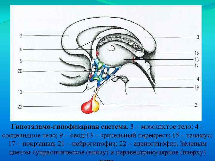 Гипоталамо-гипофизарная система. 3 – мозолистое тело; 4 – сосцевидное тело; 9 – свод; 13