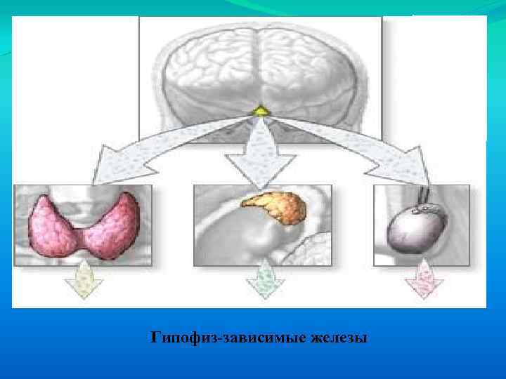 Гипофиз-зависимые железы 