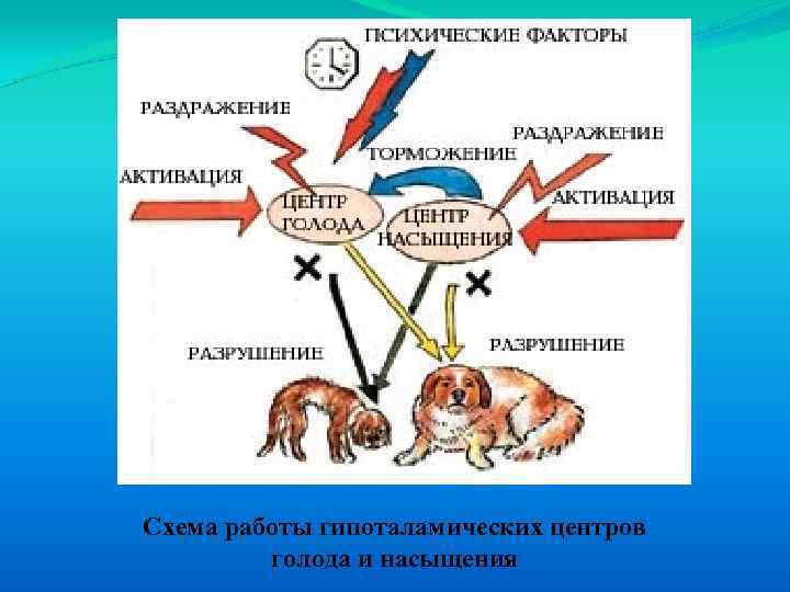 Схема работы гипоталамических центров голода и насыщения 