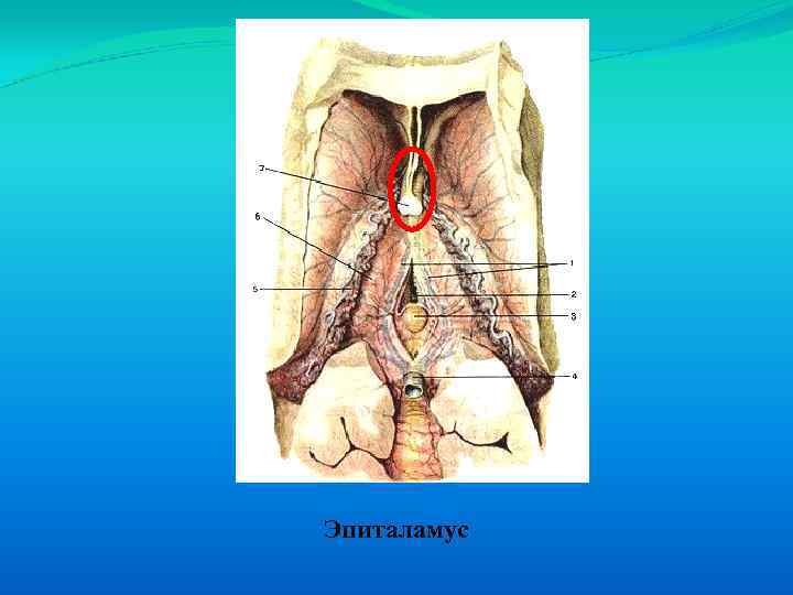 Эпиталамус 